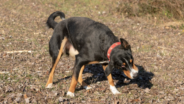 Hund schüttelt ständig den Kopf: Ursachen, Maßnahmen und Tipps zur Vorbeugung