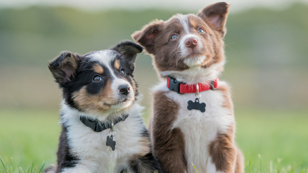 Zahnwechsel beim Hund – So kannst Du Deinen Vierbeiner unterstützen