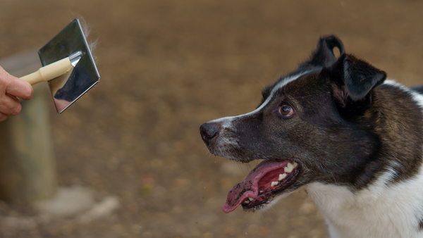 Haarausfall beim Hund: Ursachen, Behandlung und Pflege-Tipps