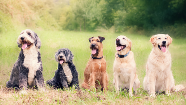 Mein Hund zittert: Ursachen & Maßnahmen