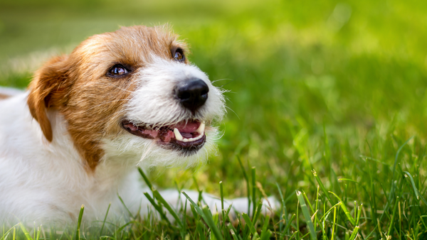 Zahnstein beim Hund entfernen: Umfassender Leitfaden für gesunde Hundezähne