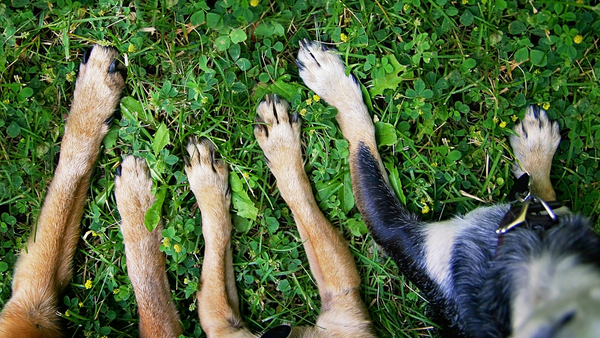 Pfotenkrankheiten bei Hunden: Ein umfassender Ratgeber mit Ursachen, Symptomen und Behandlungsansätzen