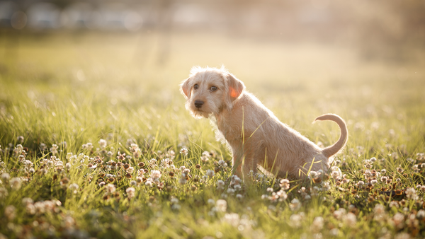 Hund hat Blut im Urin: Ursachen, Symptome und Tipps