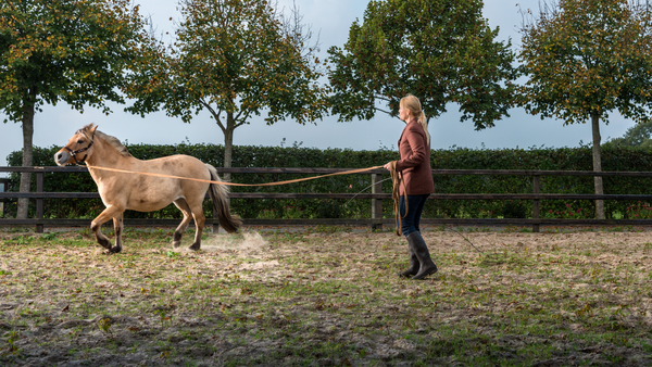 Pferd Einreiten: Stufenweise zu einem sicheren Reitpferd