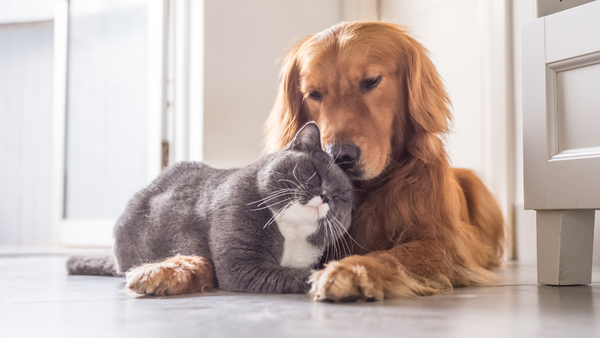 Hitzebedingte Erkrankungen bei Hunden und Katzen: So schützt Du Dein Haustier im Sommer