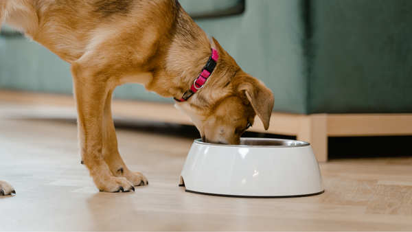 Dürfen Hunde Nüsse essen? Ein umfassender Ratgeber für Hundebesitzer