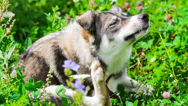 Juckreiz beim Hund: Ursachen, Symptome und Behandlungsmöglichkeiten