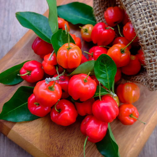 Acerola für Hunde: Das natürliche Vitamin C für ein starkes Immunsystem