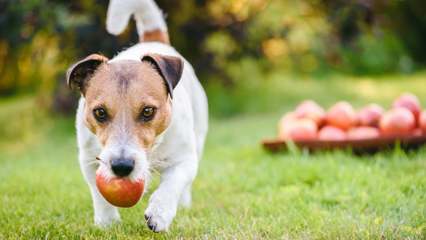 Dürfen Hunde Äpfel essen?