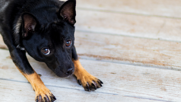 Gebetsstellung Hund: Hat mein Hund Bauchschmerzen?