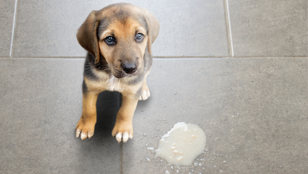 Weißer, gelber, brauner, roter Schleim: Hund erbricht sich