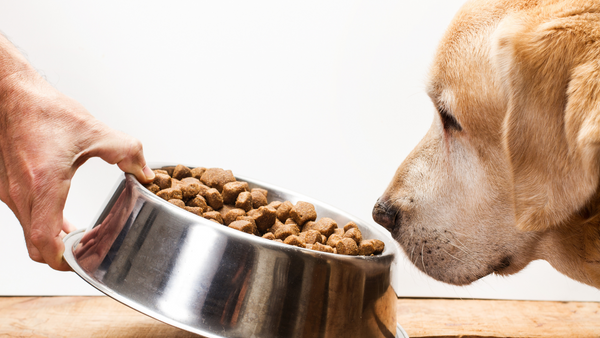 Mein Hund frisst nicht! So regst Du den Appetit wieder an 