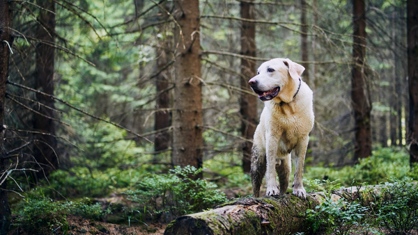 Zecken und Flohschutz Hund: So schützt Du Deinen Hund vor Zecken und Flöhen